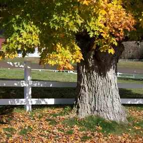 Madison Tree Care & Landscaping 
Serving Milford and surrounding areas for over 75 years