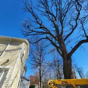 Madison Tree Care & Landscaping 
Serving Milford and surrounding areas for over 75 years