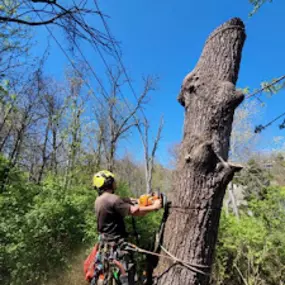 Madison Tree Care & Landscaping 
Serving Milford and surrounding areas for over 75 years