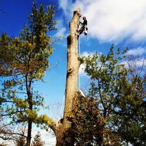 Madison Tree Care & Landscaping 
Serving Milford and surrounding areas for over 75 years