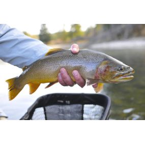 Bild von Grand Teton Fly Fishing