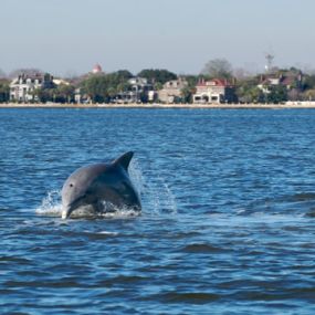 Nature/Dolphin Cruises: Get up close and personal with Charleston’s vibrant coastal wildlife on one of our nature and dolphin eco-tours. Explore the rivers and creeks that meander through the Lowcountry and travel to an uninhabited barrier island.