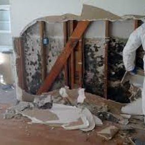 Mold Damage Cleanup & Restoration Service - The Flood Co.