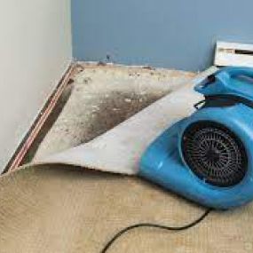 Wet Carpet Cleanup Service - The Flood Co.