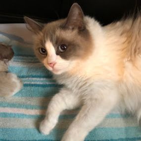 Bild von BabyBundles - Ragdoll Cats and Kittens