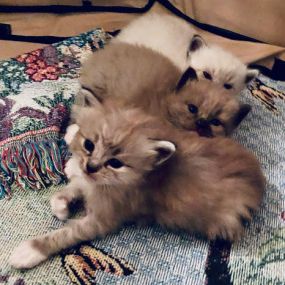 Bild von BabyBundles - Ragdoll Cats and Kittens