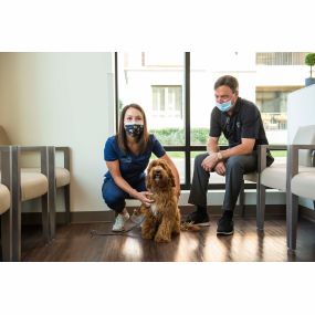 Each and every animal and owner is treated with the utmost respect from our first interaction to the moment you and your pet leave our facility. It’s what makes Harvester Veterinary Hospital one of the most trusted vets in Chicago and the surrounding area.