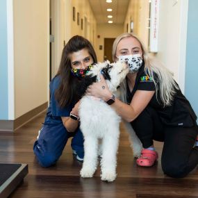 At Harvester Veterinary Hospital, you’ll find the best veterinary care in the Chicago area and the most compassionate team of veterinary experts around.