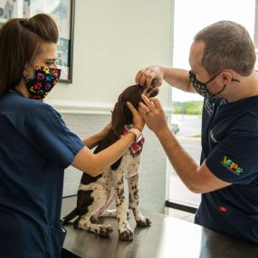 Regular dental examinations allow us to have a close look at the inside of your pet’s mouth to check for overall health as well as screen for a range of potential issues, including tooth problems, gum disease, or other symptoms that could either be a sign of underlying problems or lead to more significant issues down the road.