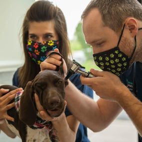 During the wellness exam, your vet will conduct a nose-to-tail physical exam including looking inside the mouth at the gums and teeth, listening to the heartbeat and lungs, inspecting the coat and skin, feeling the joints and muscles, and palpating the stomach and abdomen to feel for abnormalities.