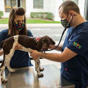 The best way to treat any disease or illness is to prevent it. That’s why we advocate for preventative care for all pets, centered around annual examinations and a diligent vaccination schedule.