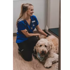 Vet with Happy Dog In caring Hand in Alexandria VA