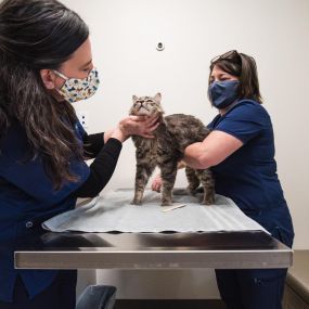 Exam time for our feline patient!