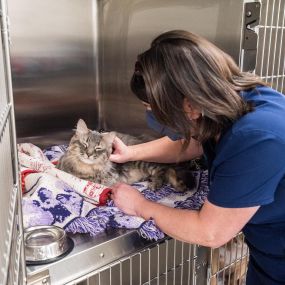 We understand that vet visits can be stressful for our patients, so we do everything we can to give lots of love and attention to help create as pleasant an experience as possible!