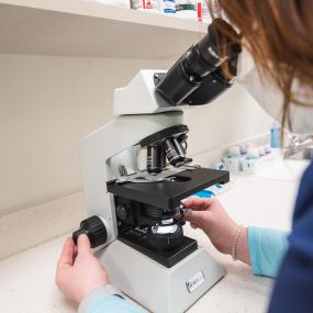 Our practice manager, Lusie, examines a sample using a microscope in our convenient, fully equipped in-house lab. We are able to perform urinalysis, parasite testing, fungal cultures, blood work, and much more.