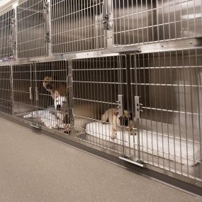 Pet who are hospitalized or in for treatment will stay in our brand new cages. We have a variation of sizes, and are sure to provide them with comfortable bedding, as well as TLC to ensure they enjoy their visit!