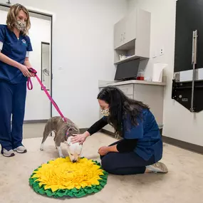 We are low-stress handling certified! Here, Dr. Ingle is using a treat mat filled with hidden treats. Our patient, Lola, is so interested (distracted) by the fun of looking for treats that she doesn't notice Dr. Ingle petting and performing a full physical exam!  Lola now has a very large, very bright positive association with coming into the exam room.