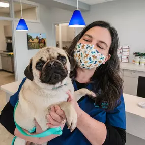 Pug snuggles with Cainhoy Veterinary Hospital's owner, Dr. Ingle!