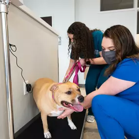 This good boy is getting ready to be weighed before his wellness exam. Nutrition and weight control is just as important for pets as it is for humans!