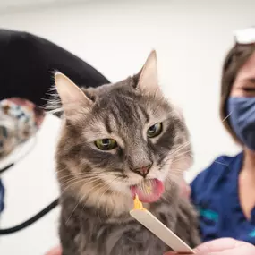 We're low-stress certified! Here, we're using squeeze cheese to help distract our beautiful feline patient. We've also sprayed the exam room with Feliway. We're using lots of face rubbing and other calming touches to aid us in staying below the cat's stress threshold.