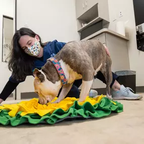 We are low-stress handling certified! Here, Dr. Ingle is using a treat mat filled with hidden treats. Our patient, Lola, is so interested (distracted) by the fun of looking for treats that she doesn't notice Dr. Ingle petting and performing a full physical exam!  Lola now has a very large, very bright positive association with coming into the exam room.