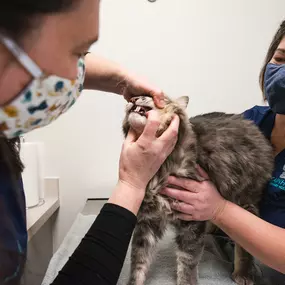 Part of our patient's annual visit includes and dental exam.  Dr. Ingle checks for dental disease, which is about more than bad breath, but about your pet’s complete health! Oral bacteria puts pets at risk for painful teeth and gums, and more serious issues like organ damage.