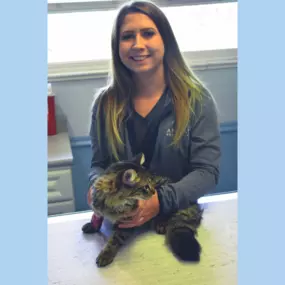 An Animal Health Care Denver team member giving TLC to a kitty patient