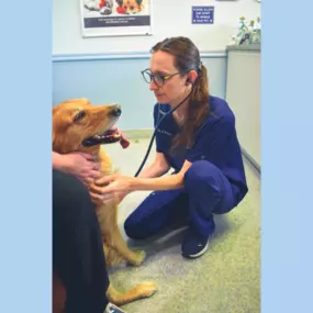 Pet exam at Animal Health Care Denver