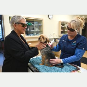 A North Buffalo Animal Hospital patient receives laser therapy treatment