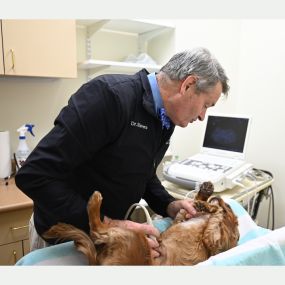 Dr. R. Reed Stevens performs an ultrasound on a North Buffalo Animal Hospital patient