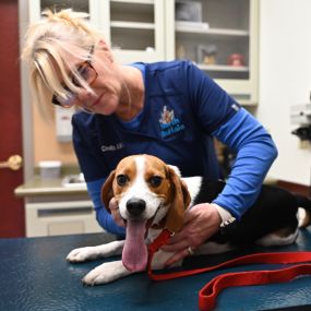 A happy North Buffalo Animal Hospital patient