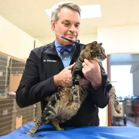 Dr. R. Reed Stevens examines a North Buffalo Animal Hospital patient