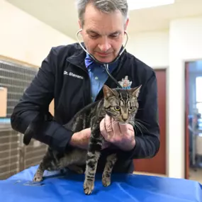 Dr. R. Reed Stevens examines a North Buffalo Animal Hospital patient