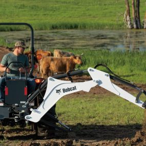 Rancher Digging Trench Using Backhoe Attachment On Bobcat Compact Tractor with Cattle in Background