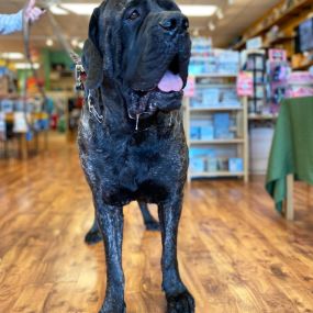 Does your pet need nutritional advice consultations? Top Dogs Pet Boutique provides access to organic, premium, and raw diets, and a wide range of holistic supplements for companion animals.