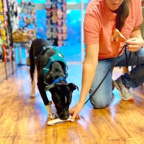 Top Dogs Pet Boutique is a locally owned family operated business in Canton. We are a one-stop pet store offering a personalized customer experience to every visitor that walks through our door.