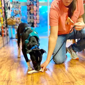 Top Dogs Pet Boutique is a locally owned family operated business in Canton. We are a one-stop pet store offering a personalized customer experience to every visitor that walks through our door.