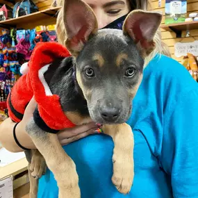 Bild von Top Dogs Pet Boutique