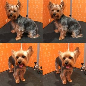 Bild von Woof Gang Bakery & Grooming Aventura