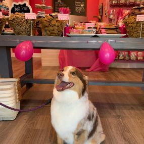 Bild von Woof Gang Bakery & Grooming Aventura