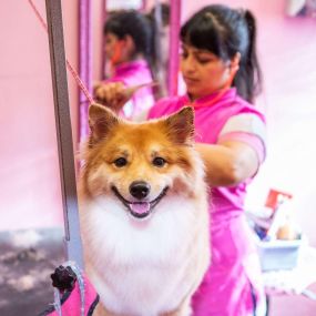 Bild von Woof Gang Bakery & Grooming Aventura