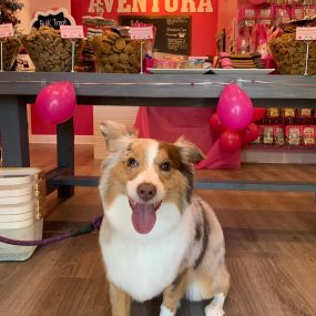 Do you need to travel products for your pets? Woof Gang Bakery & Grooming Aventura will deliver everything from food and supplements to treats, clothing, bedding and travel gear to keep your animals happy and healthy while on the journey.