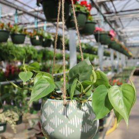 At Lynde Greenhouse & Nursery, you can purchase yourself a city hanging basket for your flowers! Having your flowers in a variety of places is even more eye catching.