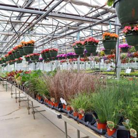 At Lynde Greenhouse & Nursery, you can purchase yourself a city hanging basket for your flowers! Having your flowers in a variety of places is even more eye catching.