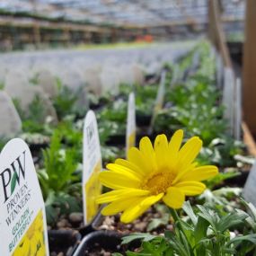 Argyranthemum flowers are so simple yet so beautiful. Purchase some today from Lynde Greenhouse & Nursery for your garden!