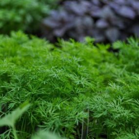 Lemon balm, dill, sage, and basil are herbs that need to be started about 2 months before the last frost date. Once the weather is warm enough these plants can be transplanted into the garden or patio pot.