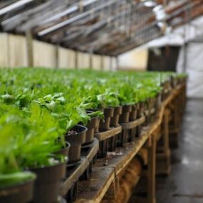 Also known as the Chrysanthemum, or mum for short. You are probably familiar with the perennial Chrysanthemum that comes back every year and blooms during the fall time. Growing in a greenhouse makes it possible to control elements like temperature, light, and water to create a spring blooming mum.