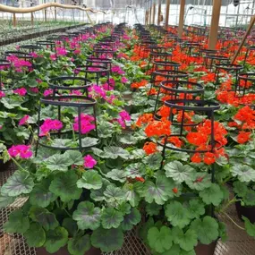 May kicks off the season and we are always beyond excited to produce our spring and summer favorites! We adjust our plants each year, so come see what is in stock for this year!