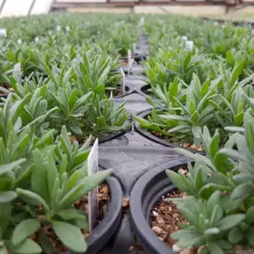 Lavender is a well known plant due to its scent. Would you like the plant at your own home? Come to Lynde Greenhouse & Nursery today for your very own lavender!