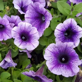 Whats better than a plant with one beautiful color on it? Two colors! Come pick up your favorite flowers today from Lynde Greenhouse & Nursery.